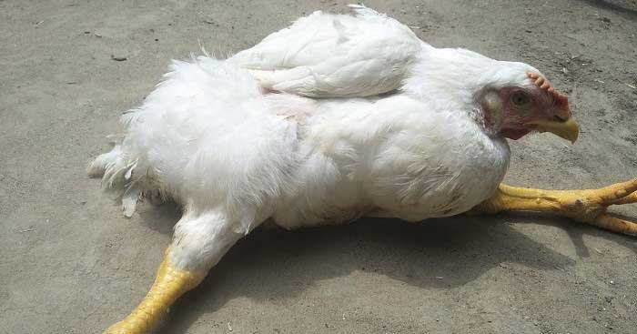 Marek, Ancaman dan Pengendalian di Peternakan Unggas