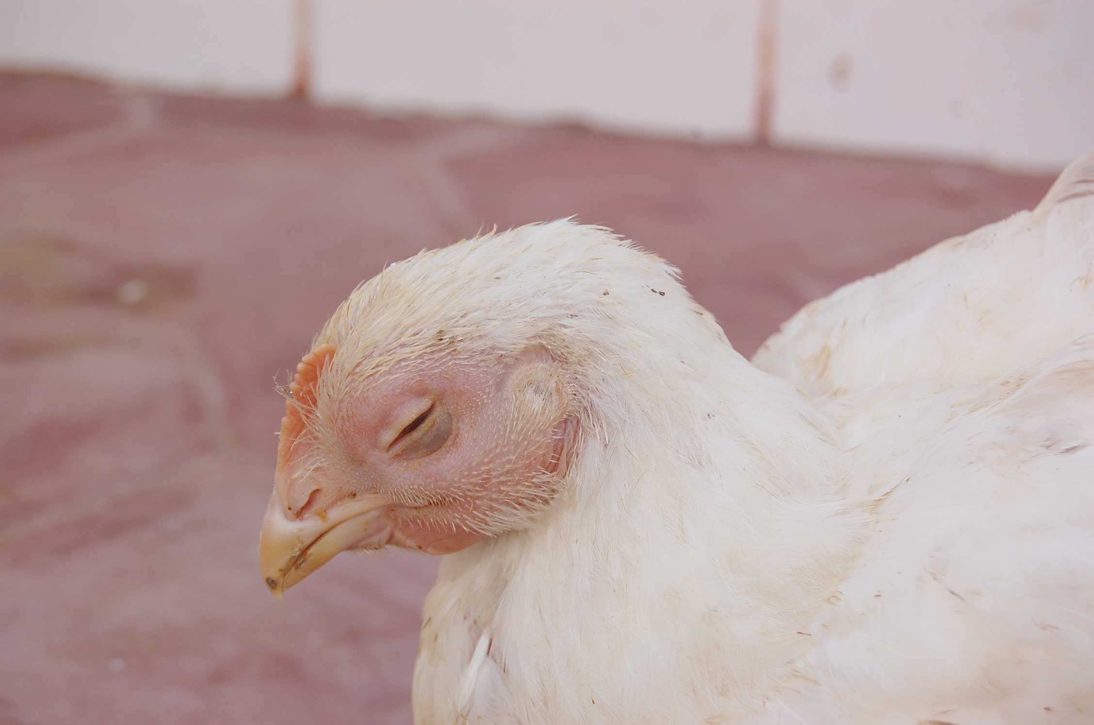 Mewaspadai Swollen Head Syndrome pada Ayam Ras