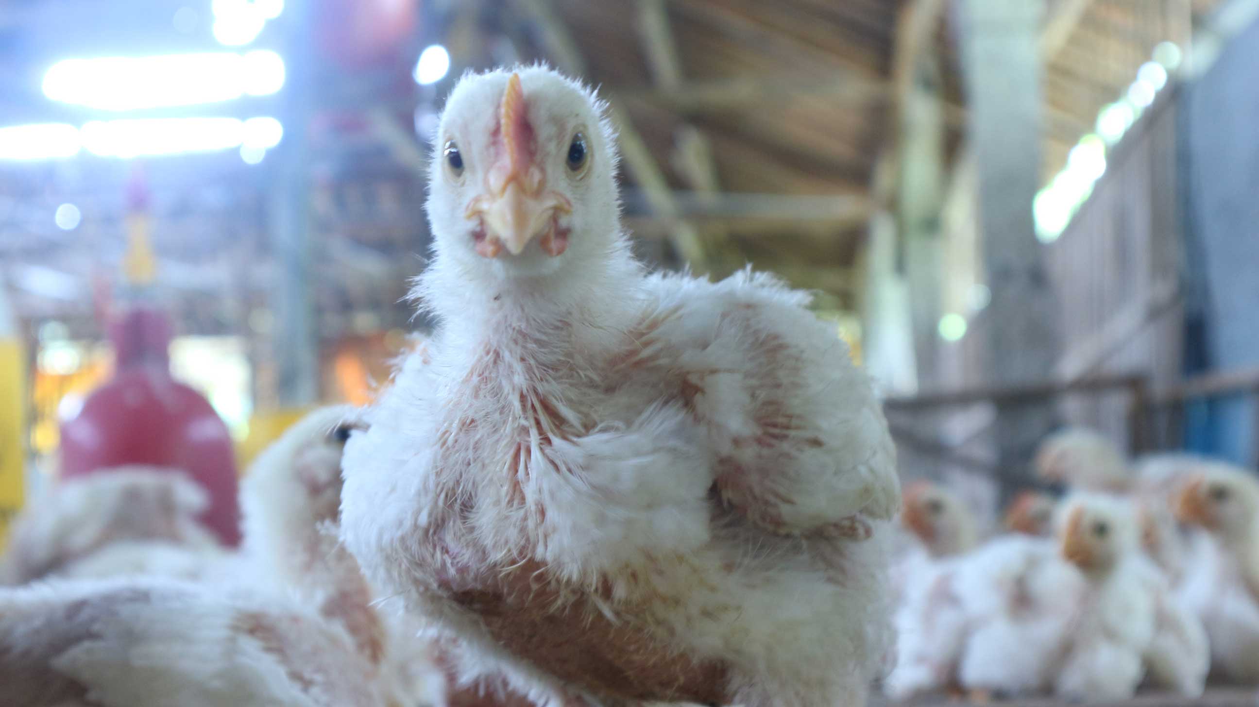 Dunia Peternakan, Dulu, Kini, dan Tantangannya di Masa Depan