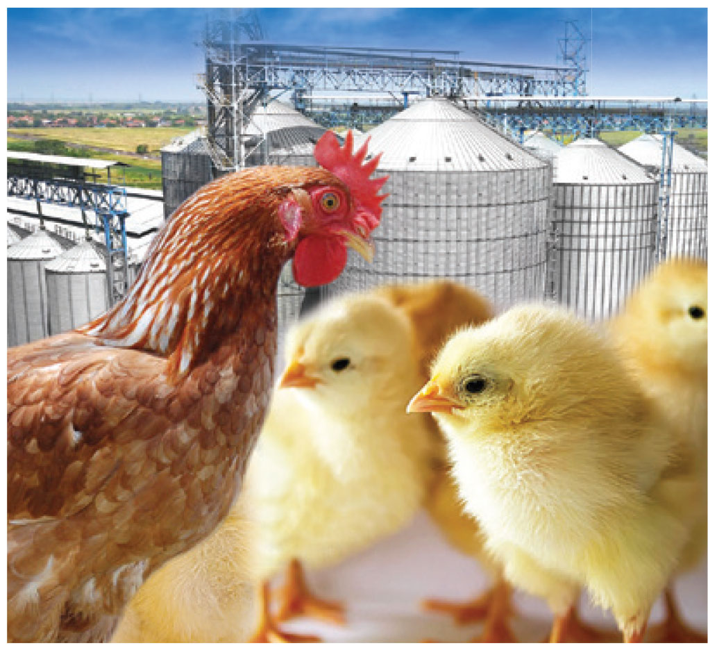 Proyeksi Perunggasan Tahun 2025