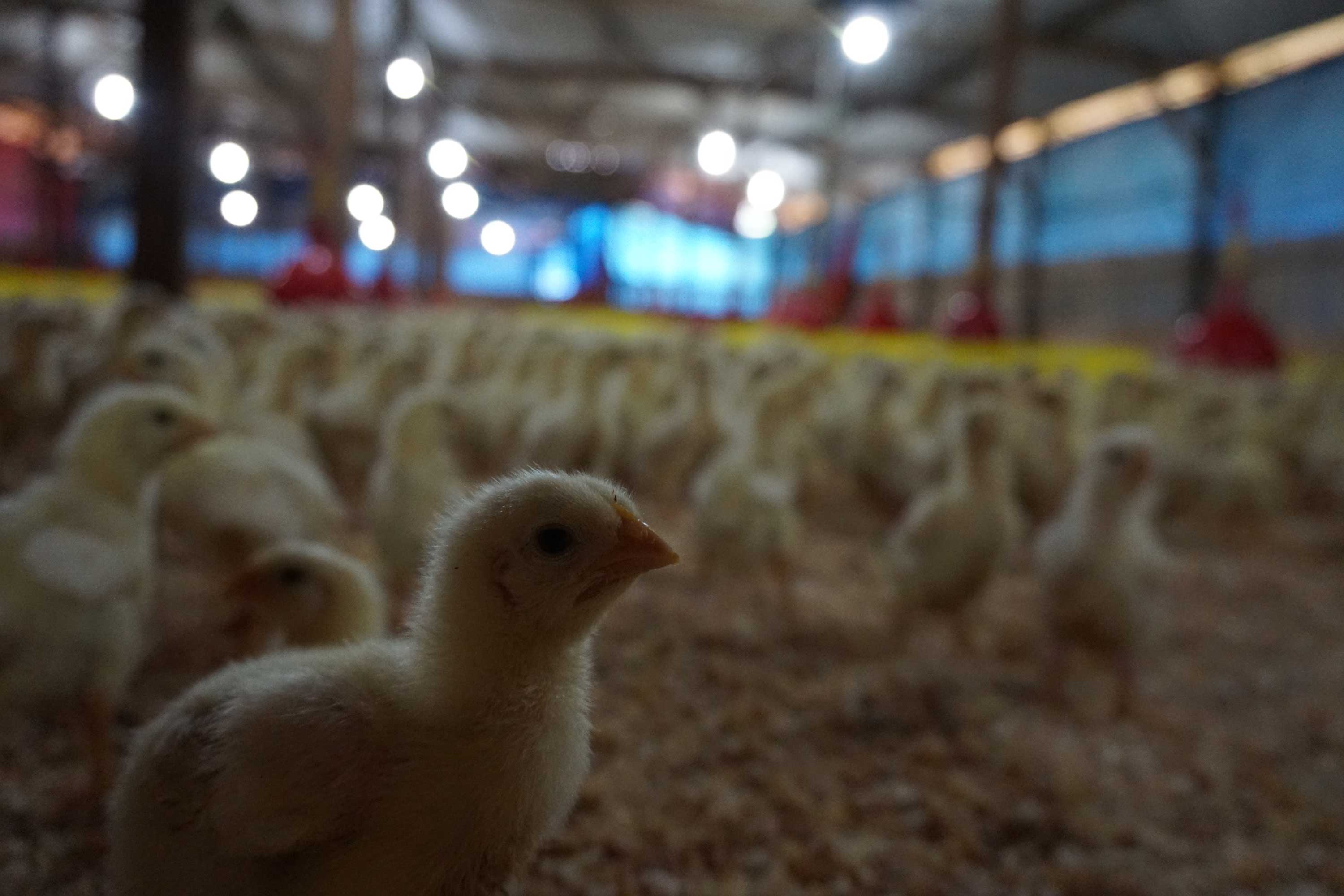 Resistensi Antimikroba dalam Produksi Unggas, Status Terkini dan Strategi Inovatif untuk Mengendalikan Bakteri