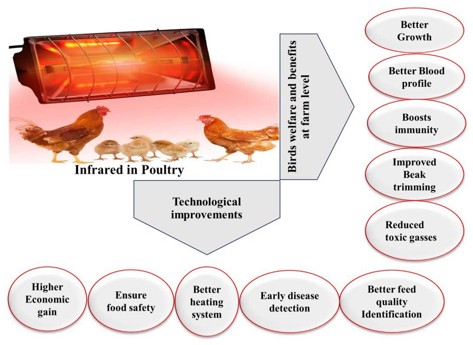 Mengoptimalkan Industri Unggas dengan Radiasi Inframerah
