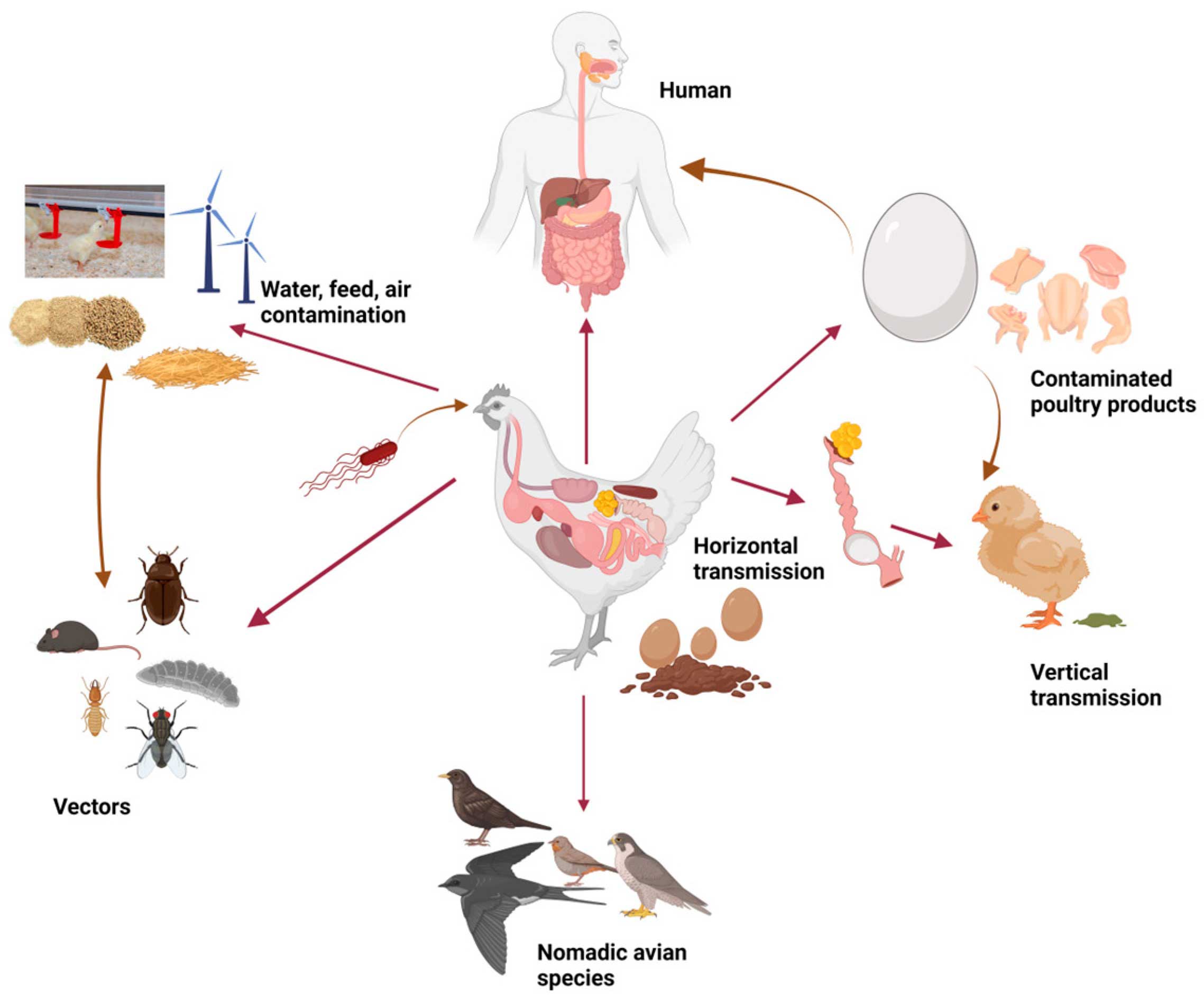 Potensi Mitigasi Ekstrak Herbal dan Senyawa Bioaktif Penyusun Salmonella pada Broiler