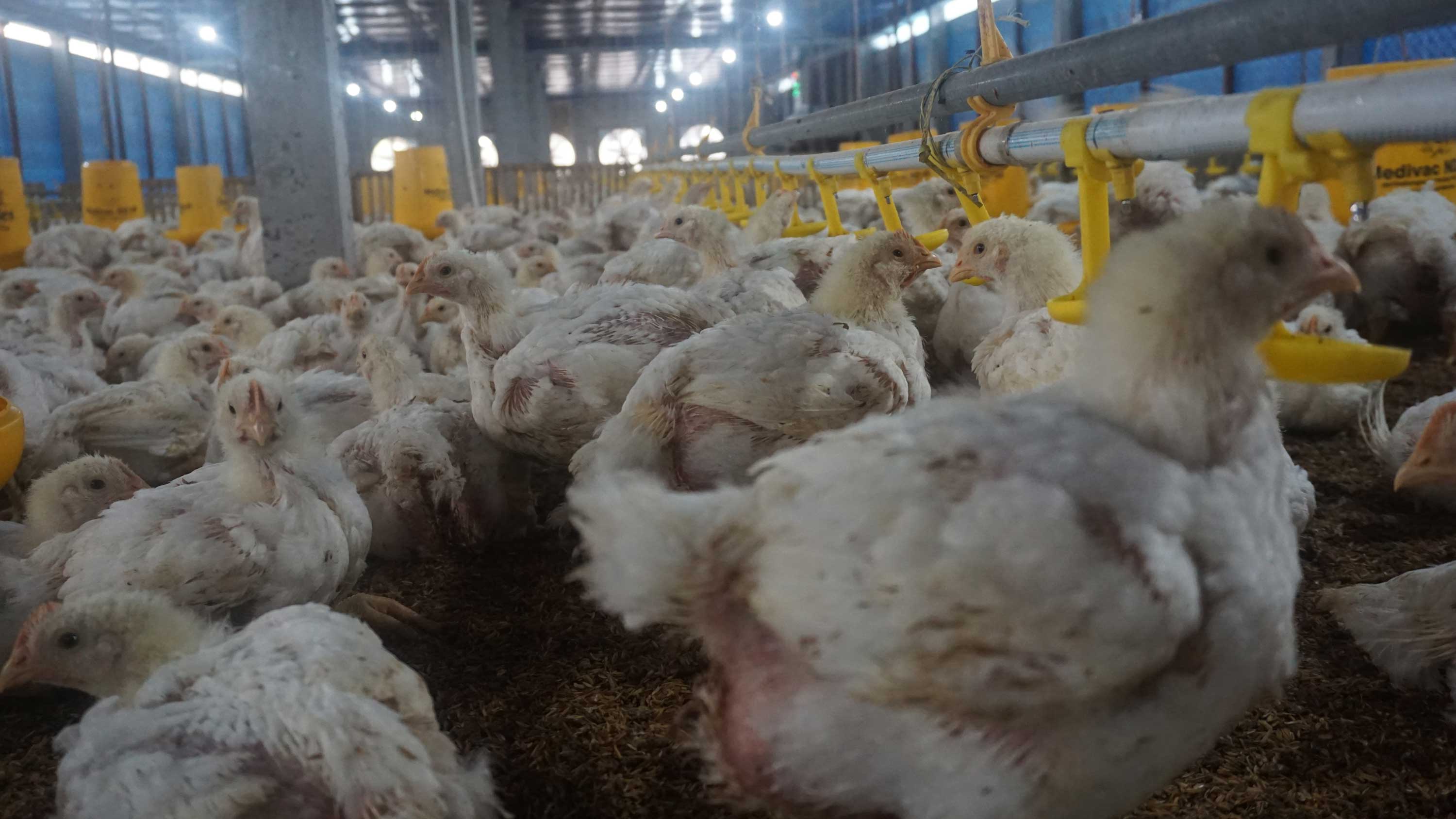 Menekan Stres dalam Pemeliharaan Ayam Ras