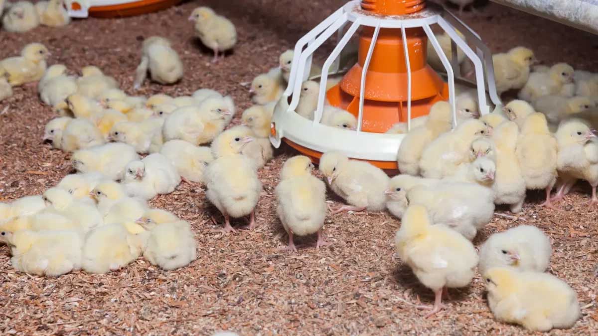 Manajemen Penerimaan dan Penanganan DOC