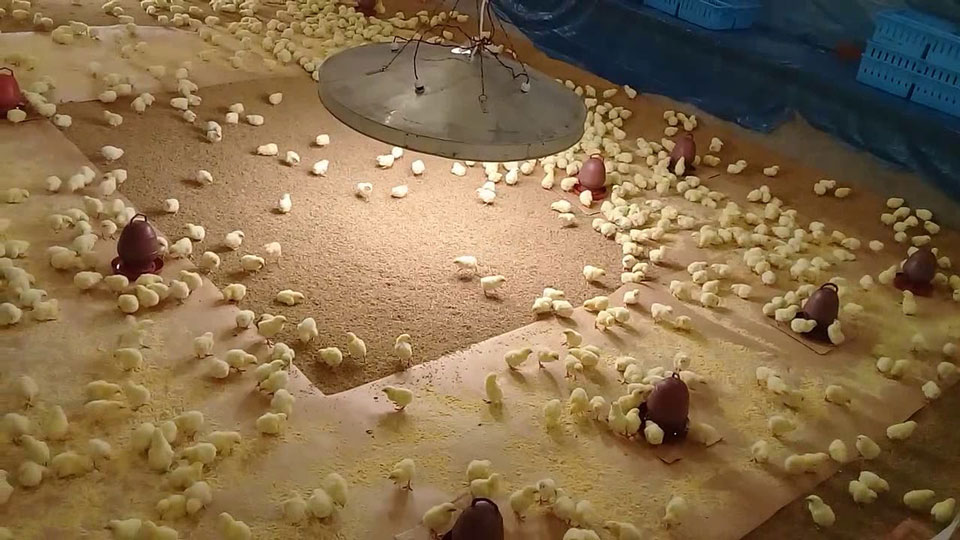 Manajemen Brooding, Urgensi Periode Awal Pemeliharaan