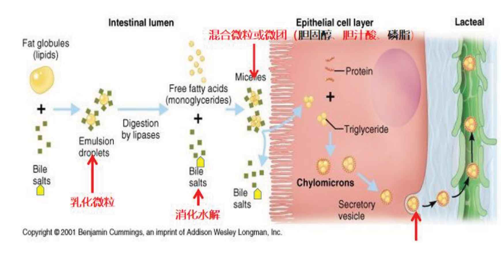 Adv-Shandong-Des25-diagram