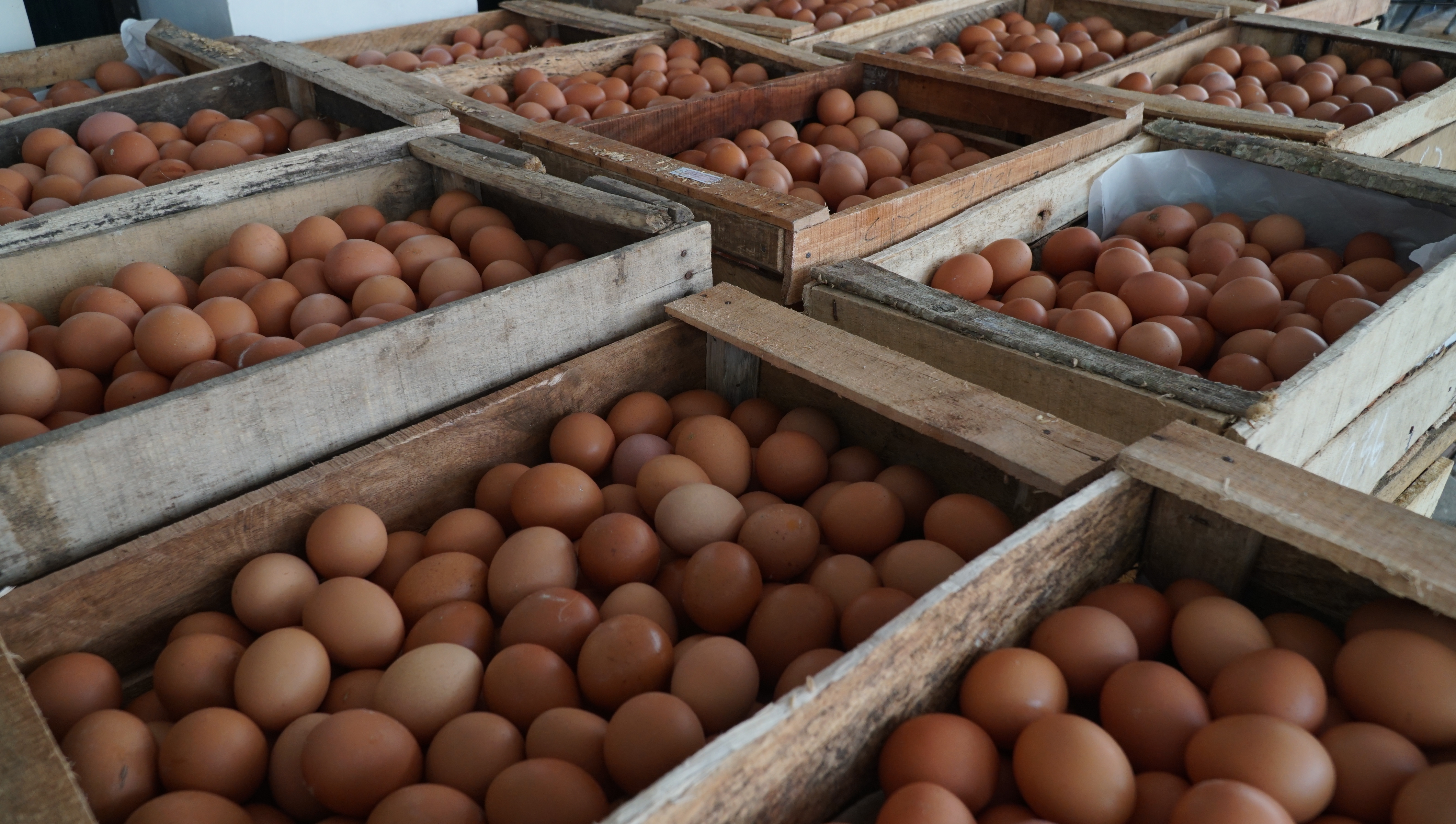 Gambar 2 Harga telur ayam ras di tingkat peternak lebih stabil sepanjang tahun 2025