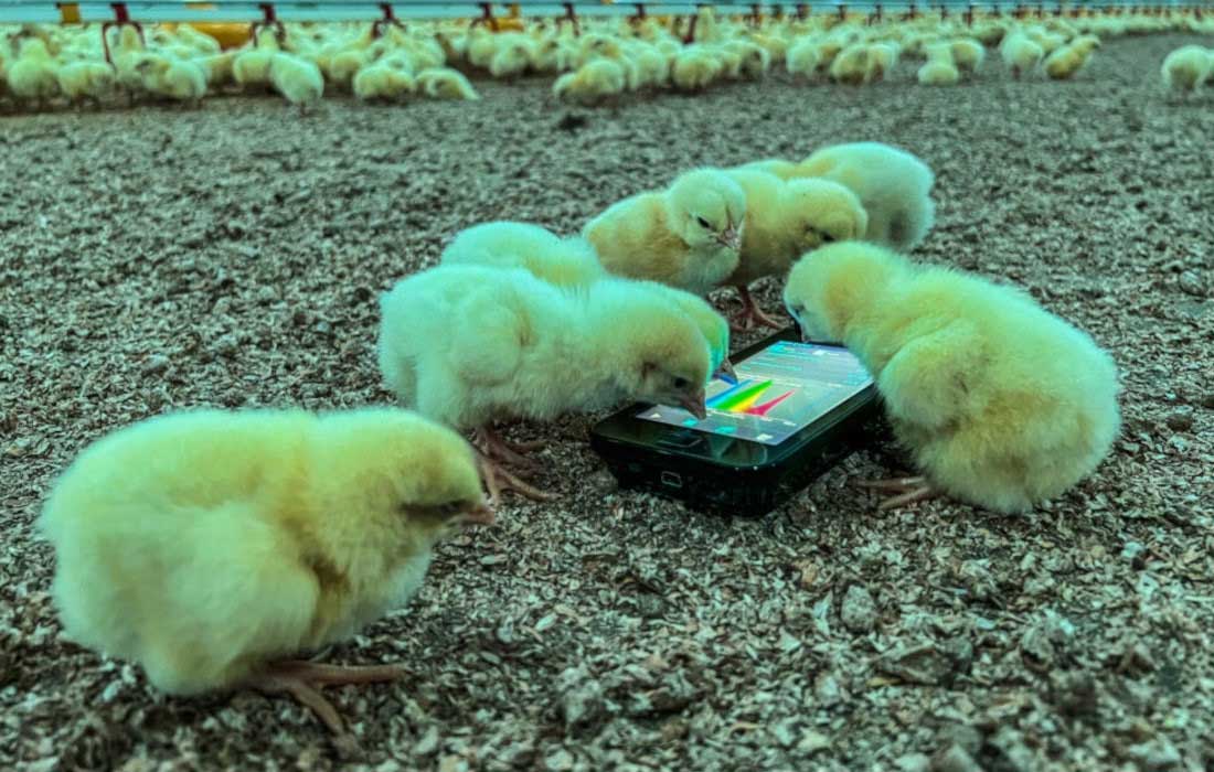 Bukan Sekadar Terang, Warna Lampu Juga Menentukan Produktivitas Ternak