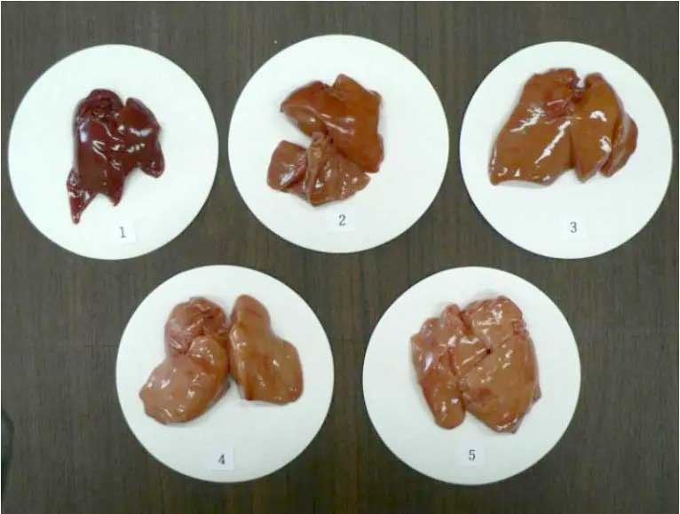 Toksisitas Tembaga Berlebih pada Ransum Broiler