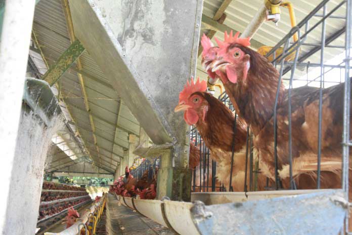 Keseimbangan Asam Amino, Kunci Formulasi Rendah Protein pada Ayam Petelur