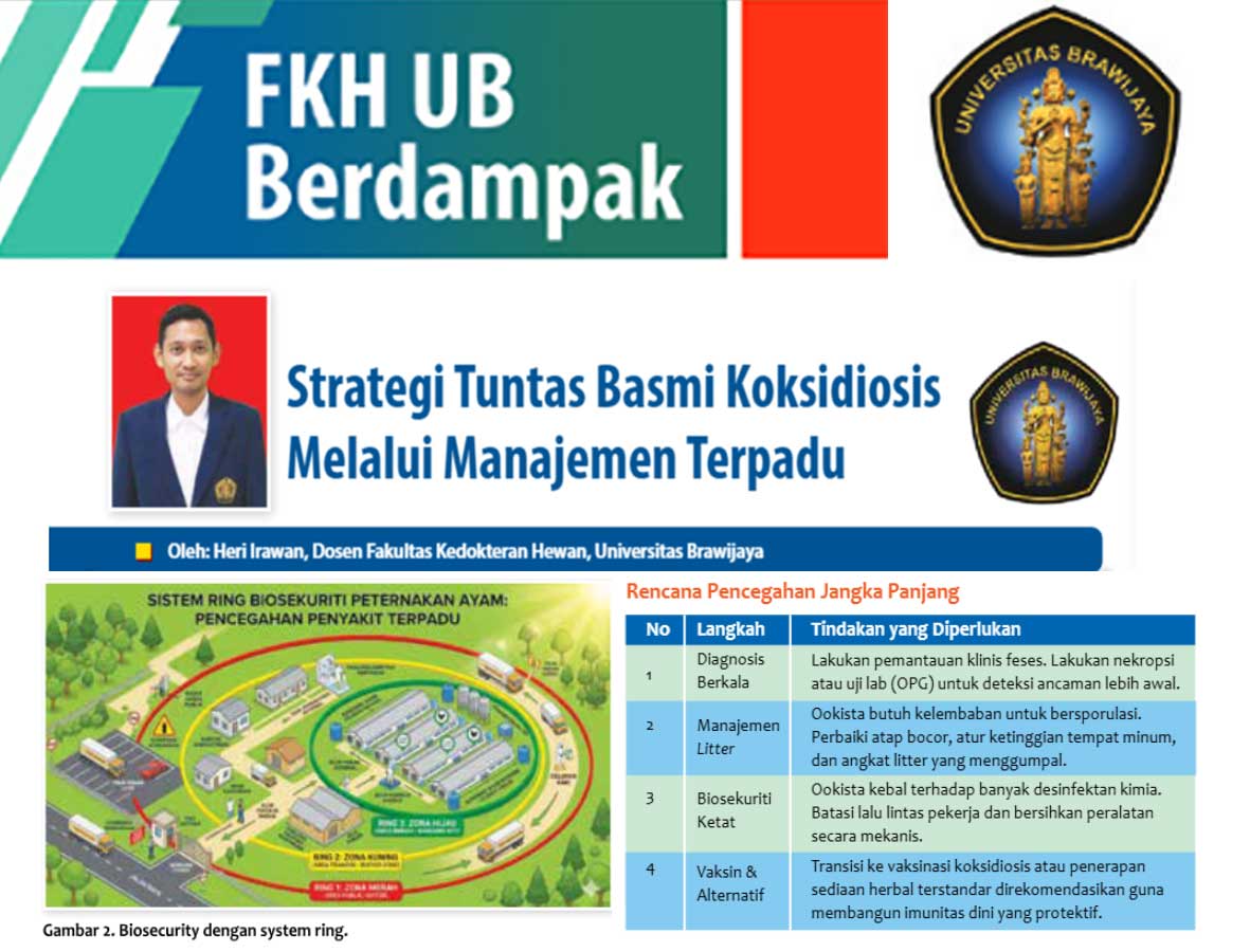 Strategi Tuntas Basmi Koksidiosis Melalui Manajemen Terpadu