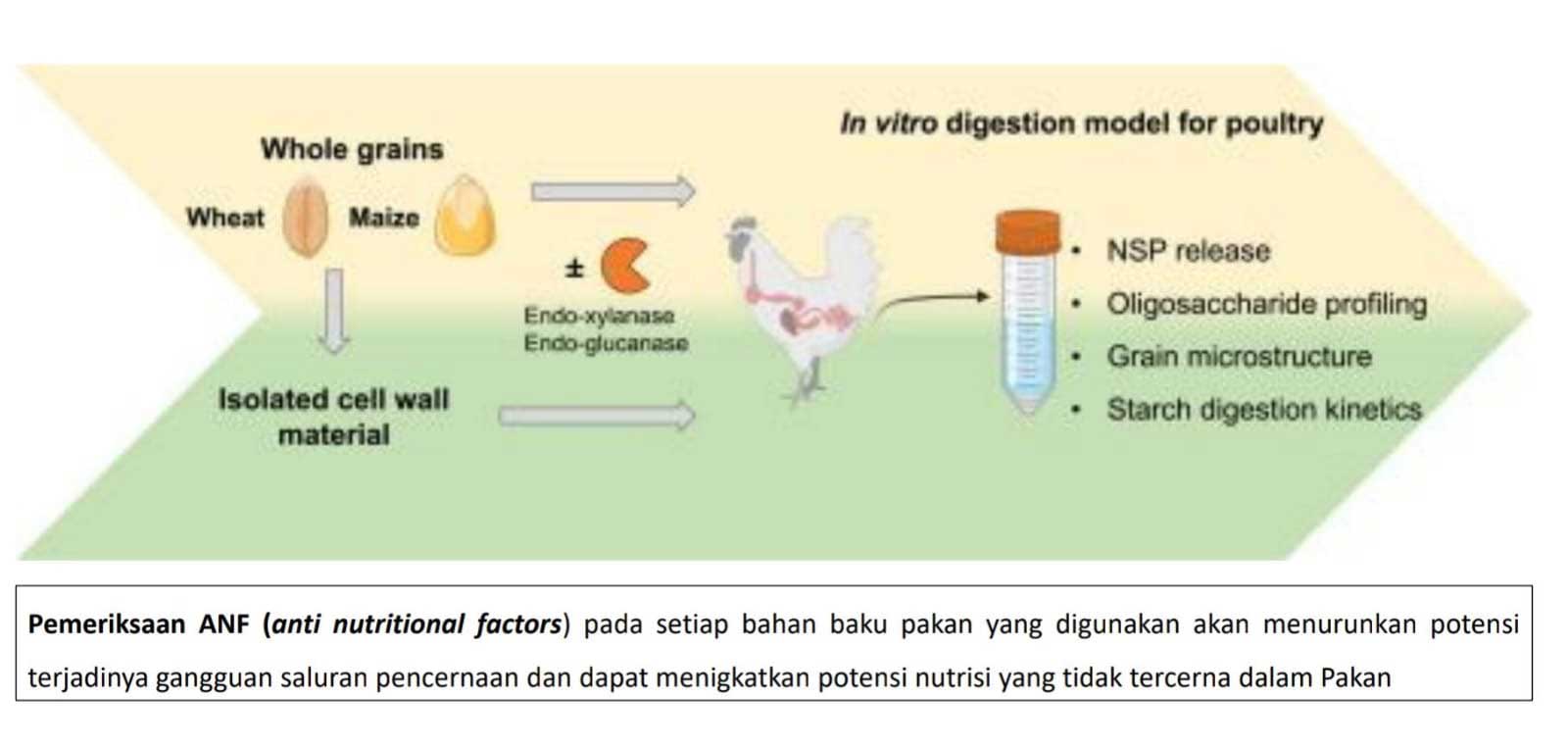 Bahan Baku Alternatif dan Smart Nutrition, Kunci Optimalisasi Formulasi Pakan Ayam Petelur