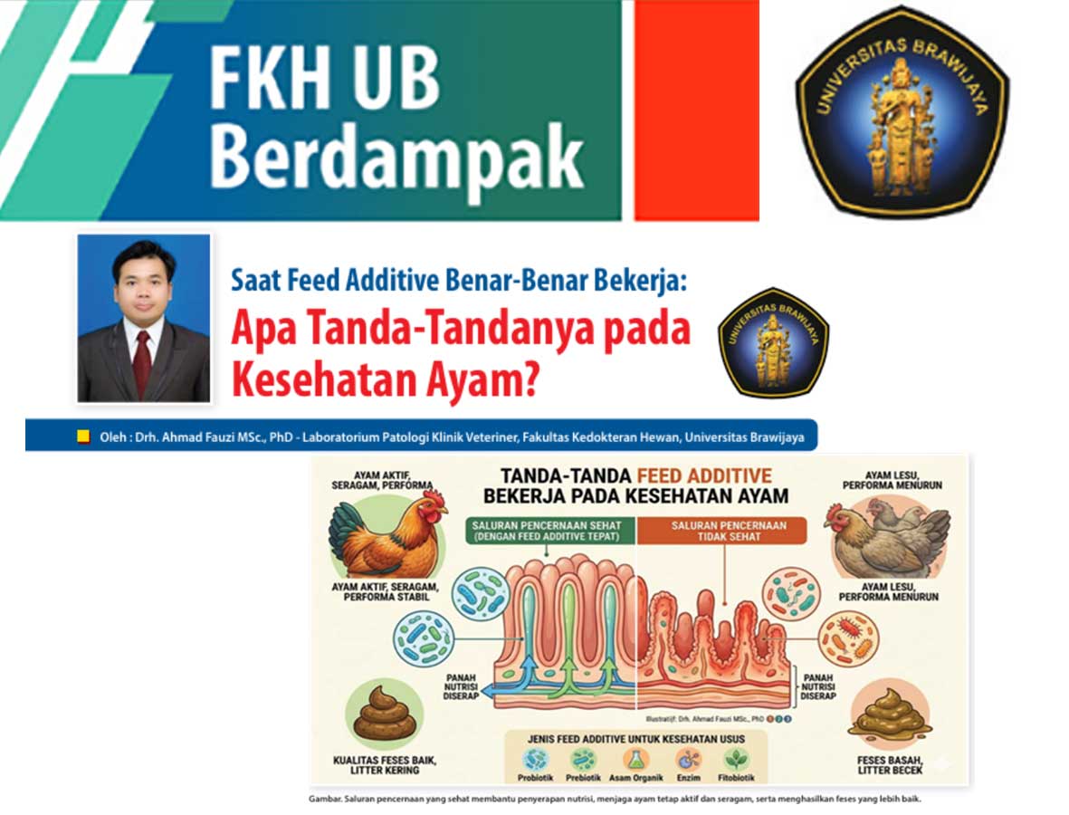 Saat Feed Additive Benar Benar Bekerja: Apa Tanda Tandanya pada Kesehatan Ayam