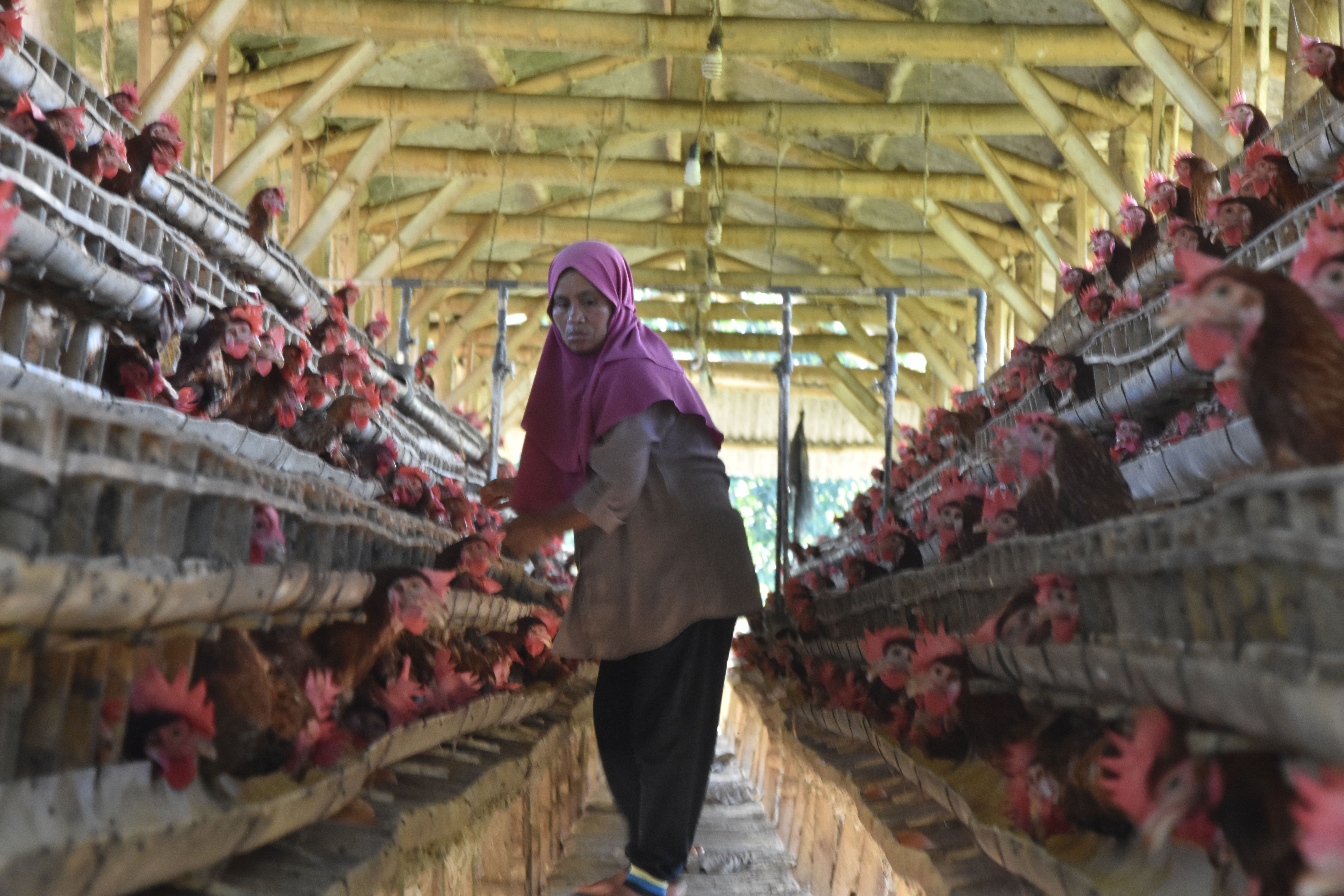 Ketika Peternak Petelur Rakyat Kehilangan Ruang, Saatnya Bersatu dan Didengar