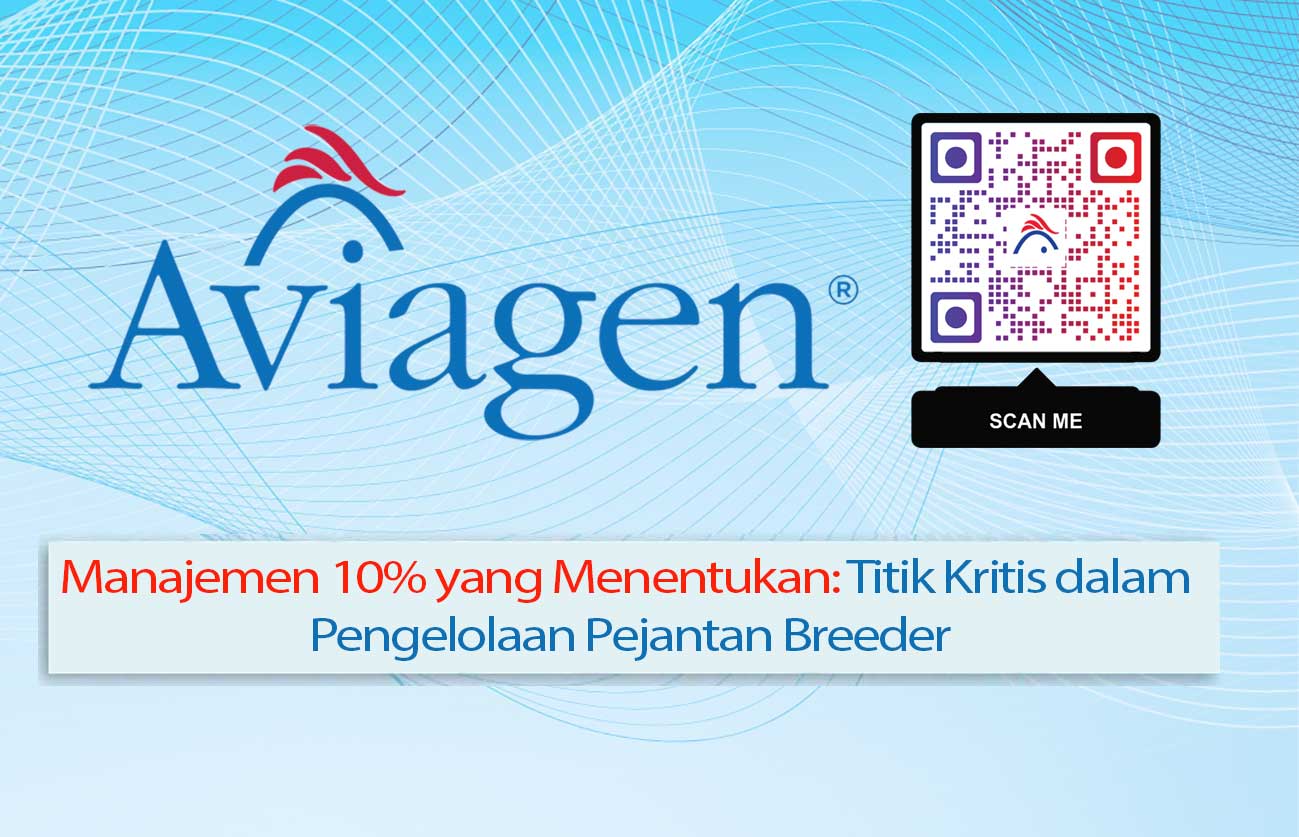 Manajemen 10% yang Menentukan: Titik Kritis dalam Pengelolaan Pejantan Breeder