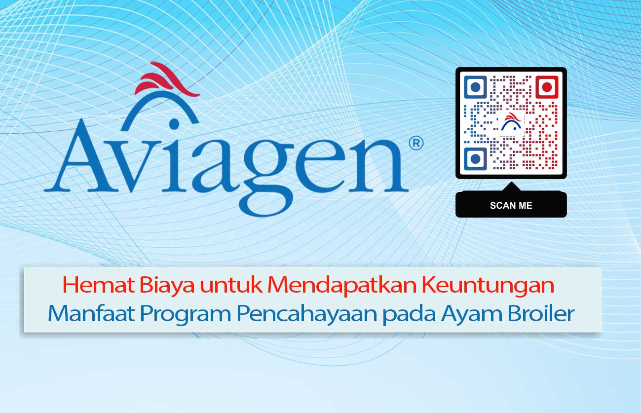 Hemat Biaya untuk Mendapatkan Keuntungan Manfaat Program Pencahayaan pada Ayam Broiler
