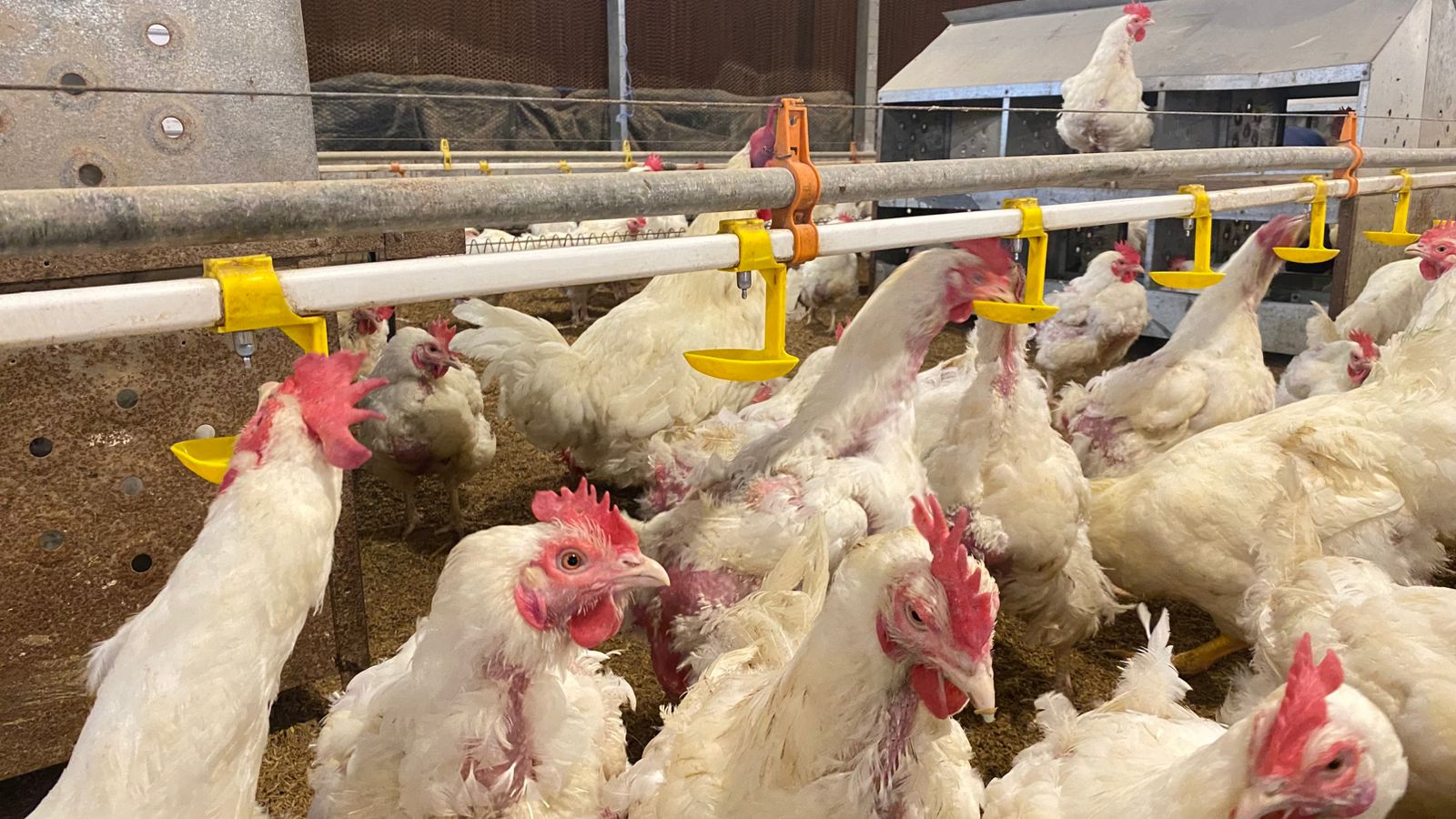 Air Minum, Nutrisi Penting yang Sering Terlupakan di Kandang Ayam