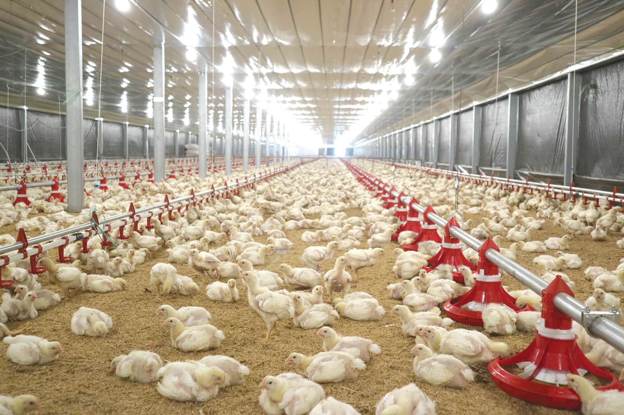 Broiler Modern, Hasil Perjalanan Panjang Inovasi Genetika Unggas
