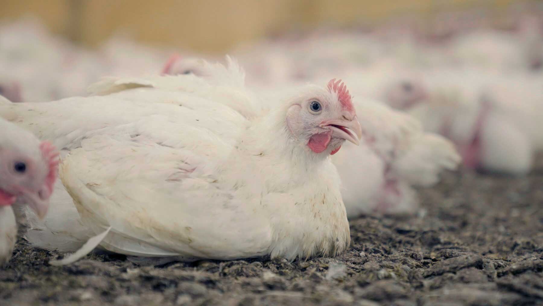 Heat Stress pada Ayam Modern