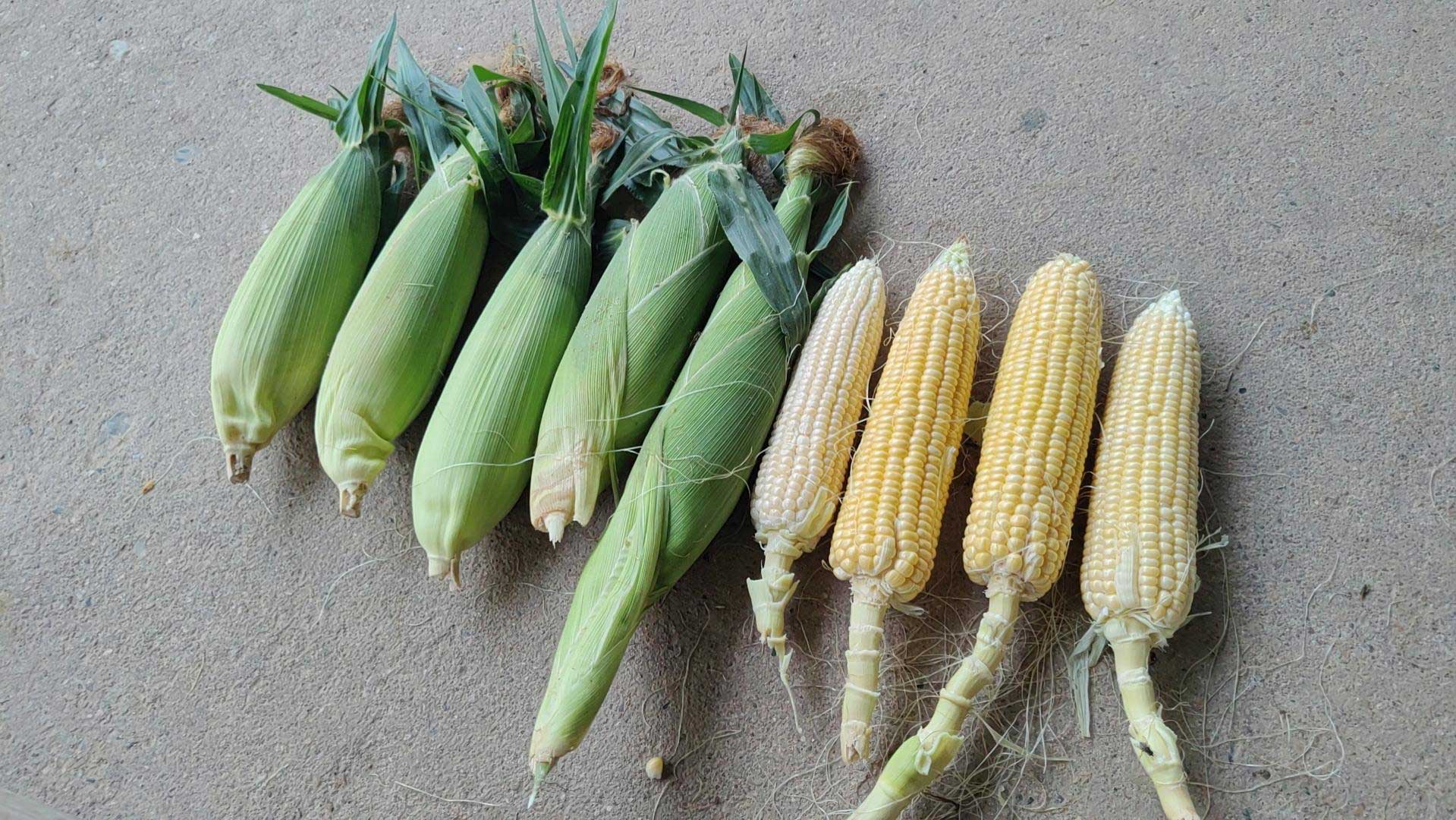 Dampak Jagung Muda pada Ayam Petelur