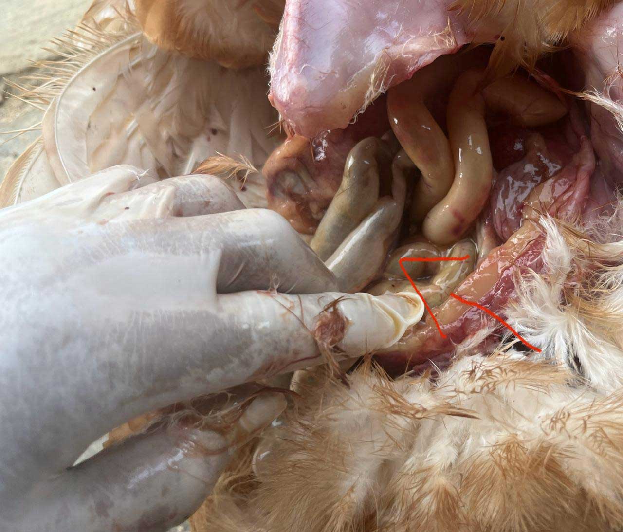 Dysbacteriosis, Gangguan Keseimbangan Mikrobiota yang Diam-Diam Menurunkan Performa