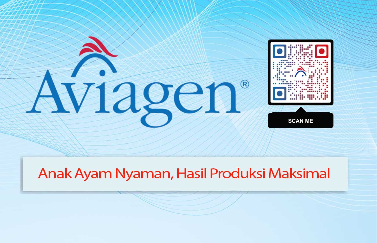 Anak Ayam Nyaman, Hasil Produksi Maksimal