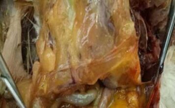 Coryza, Penyakit Klasik yang Terus Berulang
