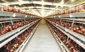 Menjaga Produktivitas dan Kesejahteraan Unggas di Era Pemanasan Global