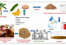 Limbah Pisang Berpotensi Tekan Biaya Pakan Unggas
